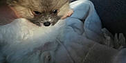 Luca is registered to the contest to win money with this photo: puppy, dog, fluffy, basket, blanket, soft, cozy, hand, small, cute, pet, fur, indoor, light, shadow, comfort, sleepy, animal, mammal, domestic