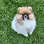 adorable, animal, canine, companion, cute, dog, fluffy, friendly, fur, grass, green, nature, outdoor, pet, pomeranian, portrait, puppy, sitting, small, young