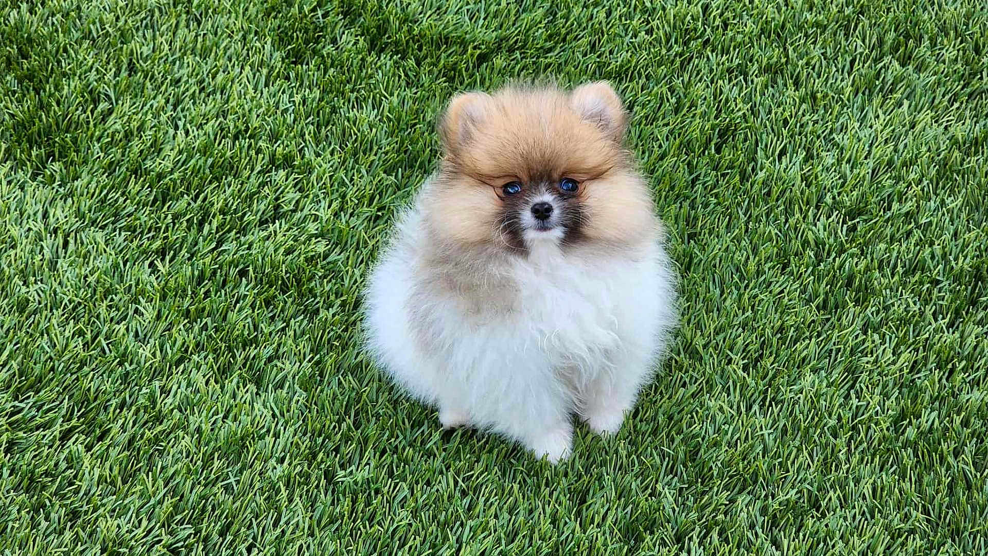 Luca