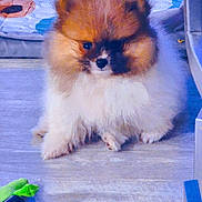 Luca is registered to the contest to win money with this photo: puppy, dog, pomeranian, fluffy, pet, indoor, floor, toy, plush_toy, mat, colorful, cute, small, animal, companion, young, fur, brown, white, adorable