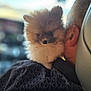 Luca is registered to the contest to win money with this photo: puppy, dog, fluffy, pet, shoulder, person, car_interior, leather_seat, blurred_background, closeup, cute, animal, companion, furry, small_dog, portrait, indoors, soft_light, head, ears