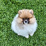 Luca joined the competition — help win amazing prizes! adorable, animal, cute, dog, eyes, face, fluffy, fur, grass, green, looking, nature, outdoor, pet, pomeranian, portrait, puppy, sitting, small, young