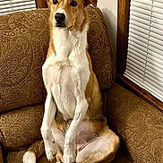 Nora joined the competition — help win amazing prizes! dog, brown, white, sitting, couch, indoor, pet, animal, window, blinds, fur, ears, tail, alert, portrait, furniture, living_room, comfortable, looking, seated