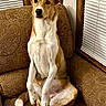 dog, brown, white, sitting, couch, indoor, pet, animal, window, blinds, fur, ears, tail, alert, portrait, furniture, living_room, comfortable, looking, seated