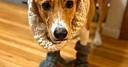 Nora is registered to the contest to win money with this photo: dog, pet, animal, indoor, wooden_floor, scarf, boots, headband, brown, black, white, cute, cozy, portrait, looking, ears, fur, floor, domestic, house