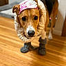 dog, pet, animal, indoor, wooden_floor, scarf, boots, headband, brown, black, white, cute, cozy, portrait, looking, ears, fur, floor, domestic, house