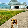 Nora is registered to the contest to win money with this photo: dog, happy, smiling, pathway, grass, leaves, building, glass, dome, sky, outdoor, nature, architecture, daytime, pet, canine, walk, park, scenic, landscape