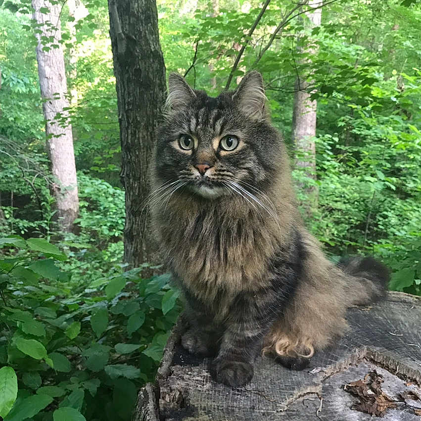 Jack joined the competition — help win amazing prizes! animal, cat, curious, daylight, feline, fluffy, forest, fur, greenery, leaves, nature, outdoor, pet, sitting, tabby, tree_stump, trees, whiskers, wildlife, wood