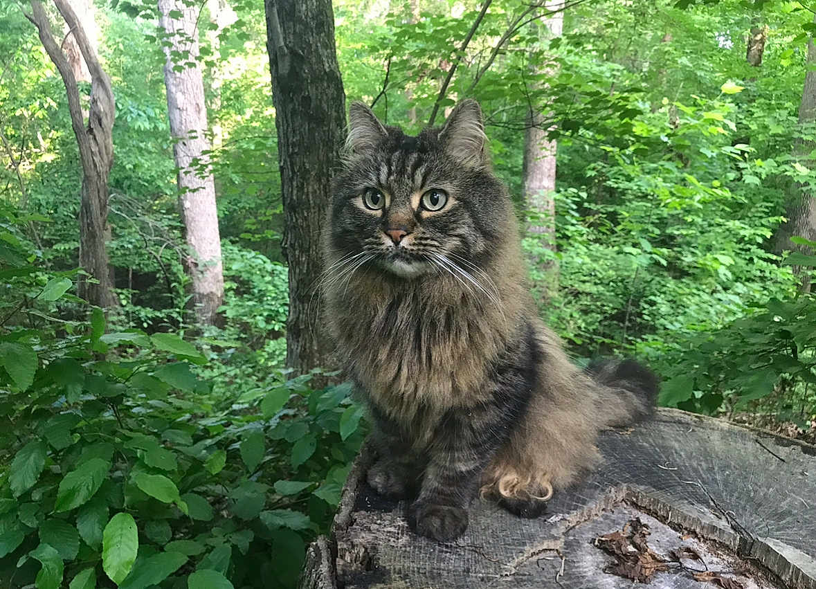 Jack joined the competition — help win amazing prizes! cat, tabby, fluffy, forest, tree_stump, greenery, leaves, trees, outdoor, nature, animal, pet, wildlife, feline, sitting, curious, whiskers, fur, wood, daylight