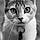 Chat Voisin