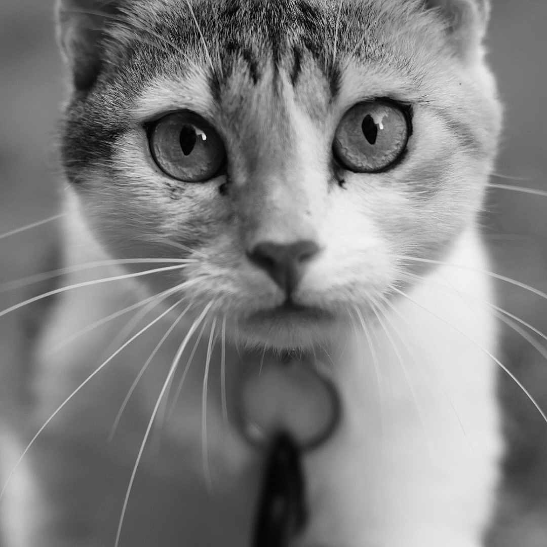 Chat Voisin participe au concours pour gagner de l'argent avec cette photo : animal, background_blur, black_and_white, cat, close_up, collar, curious, domestic_animal, ears, eyes, face, feline, focus, fur, looking_at_camera, outdoor, pet, portrait, tag, whiskers