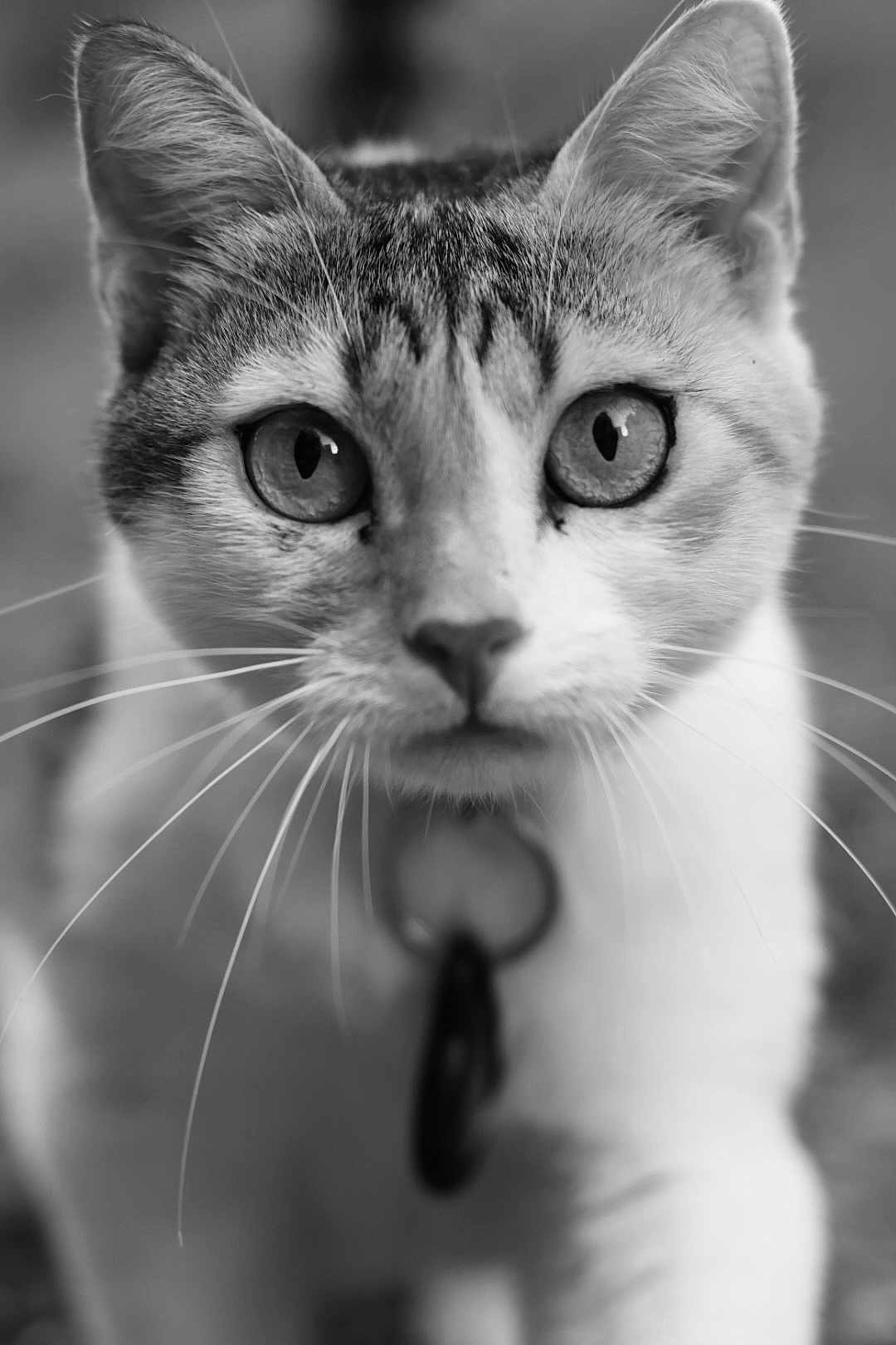 Chat Voisin participe au concours pour gagner de l'argent avec cette photo : animal, background_blur, black_and_white, cat, close_up, collar, curious, domestic_animal, ears, eyes, face, feline, focus, fur, looking_at_camera, outdoor, pet, portrait, tag, whiskers