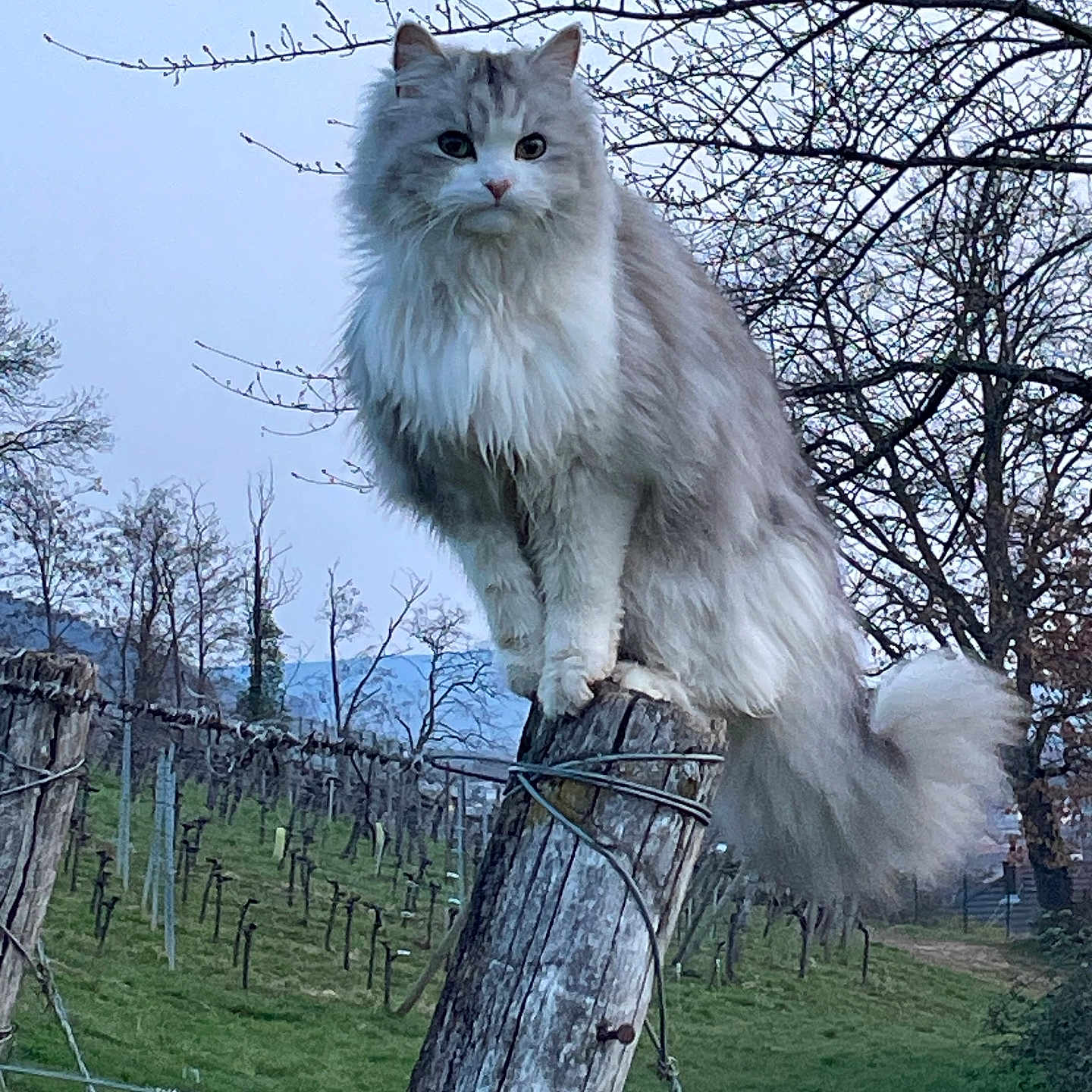 Whisper participe au concours pour gagner de l'argent avec cette photo : cat, fluffy_cat, vineyard, wooden_post, outdoor, nature, grass, tree, bare_branches, animal, pet, feline, tail, wildlife, rural, sky, field, perched, majestic, quiet