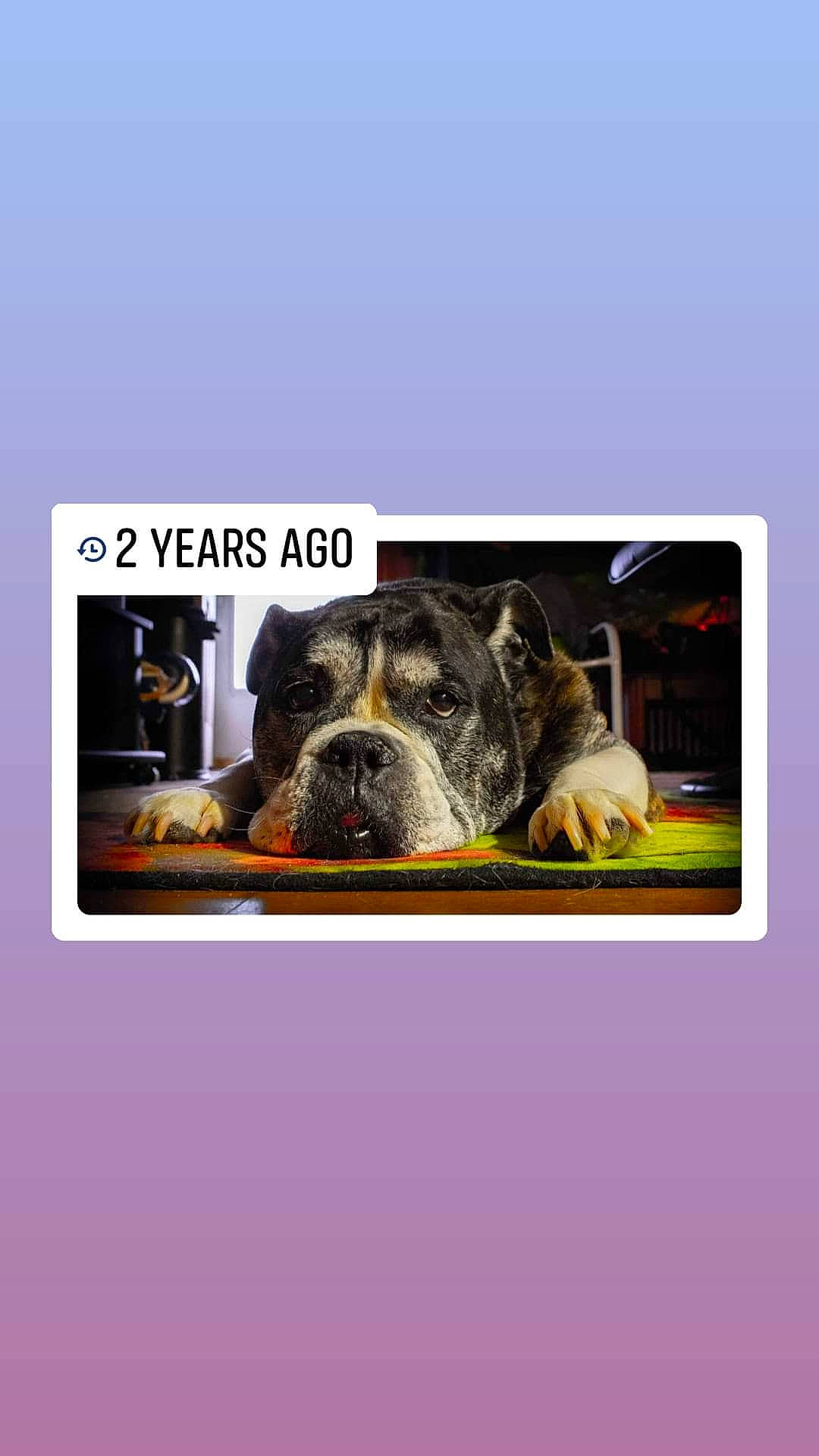 Eley joined the competition — help win amazing prizes! ancient_dog_breeds, carnivore, collar, companion_dog, dog, dog_breed, dog_supply, font, fur, paw, pet_supply, photo_caption, rectangle, snout, terrestrial_animal, working_animal, working_dog