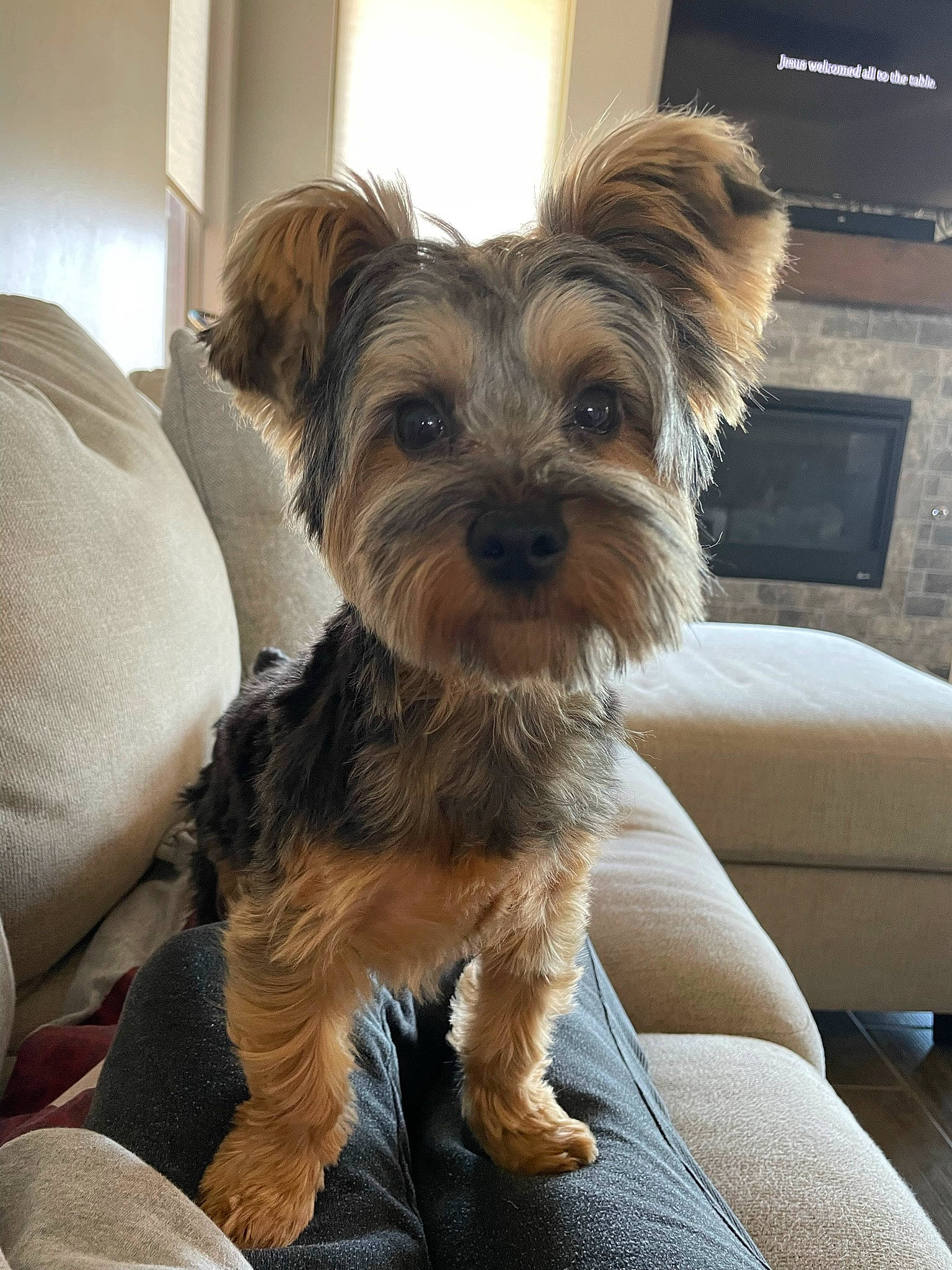 Maverick is registered to the contest to win money with this photo: biewer_terrier, canidae, carnivore, comfort, companion_dog, computer_keyboard, couch, dog, dog_breed, fur, liver, picture_frame, small_terrier, snout, sporting_group, television, terrier, toy_dog, working_animal, yorkipoo