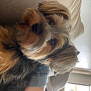 Maverick joined the competition — help win amazing prizes! brown_hair, canidae, carnivore, comfort, companion_dog, dog, dog_breed, dog_supply, ear, fashion_accessory, fawn, fur, head, liver, long_hair, small_terrier, sporting_group, terrier, toy_dog, working_animal