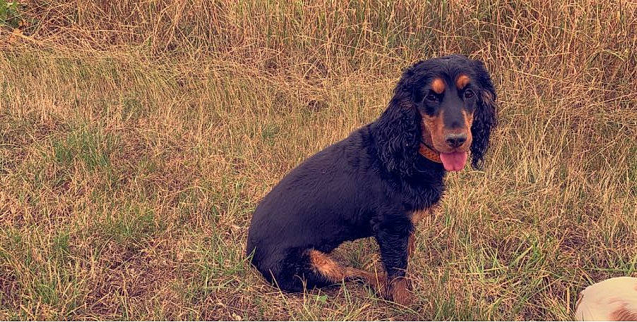 Yankee a rejoint le concours — aidez-le/la à gagner de superbes lots ! brown, canidae, carnivore, companion_dog, dog, dog_breed, field, grass_family, grassland, liver, mammal, pasture, prairie, snout, spaniel, sporting_group, tail, working_animal, working_dog