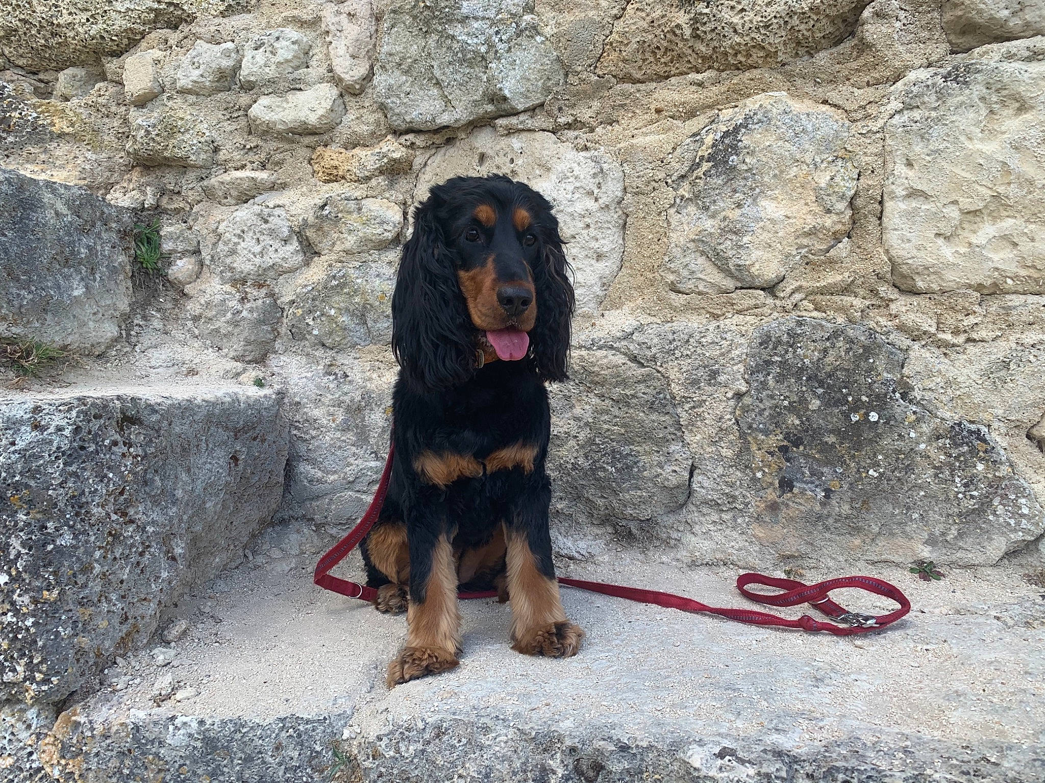 Yankee a rejoint le concours — aidez-le/la à gagner de superbes lots ! canidae, carnivore, cobblestone, collar, companion_dog, dog, dog_breed, dog_collar, fur, leash, limestone, liver, pet_supply, snout, sporting_group, stone_wall, tail, vertebrate, working_animal