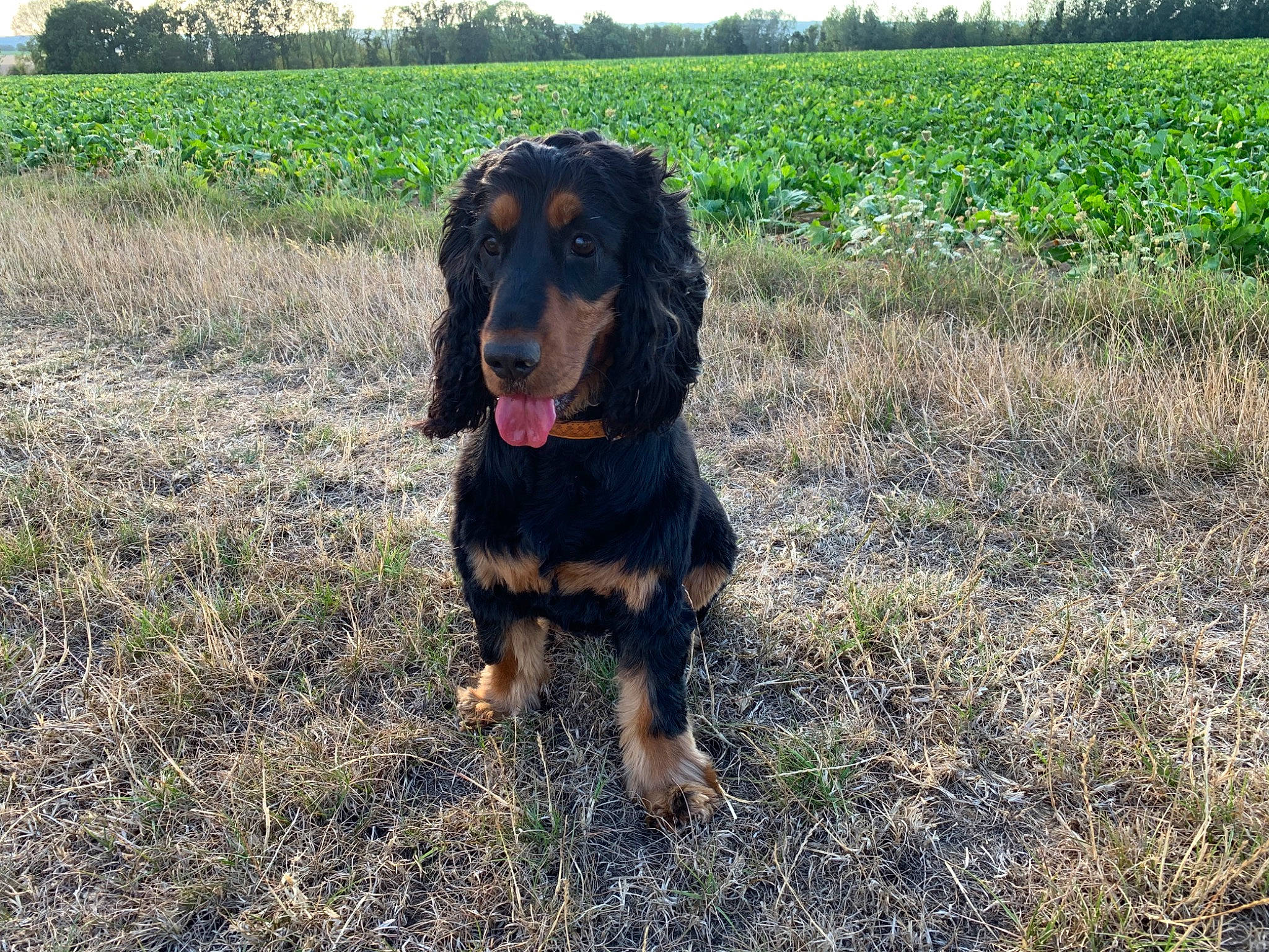 Yankee participe au concours pour gagner de l'argent avec cette photo : agriculture, canidae, carnivore, companion_dog, dachshund, dog, dog_breed, farm, field, grass, grass_family, grassland, mammal, pasture, plantation, prairie, rural_area, snout, sporting_group, working_animal