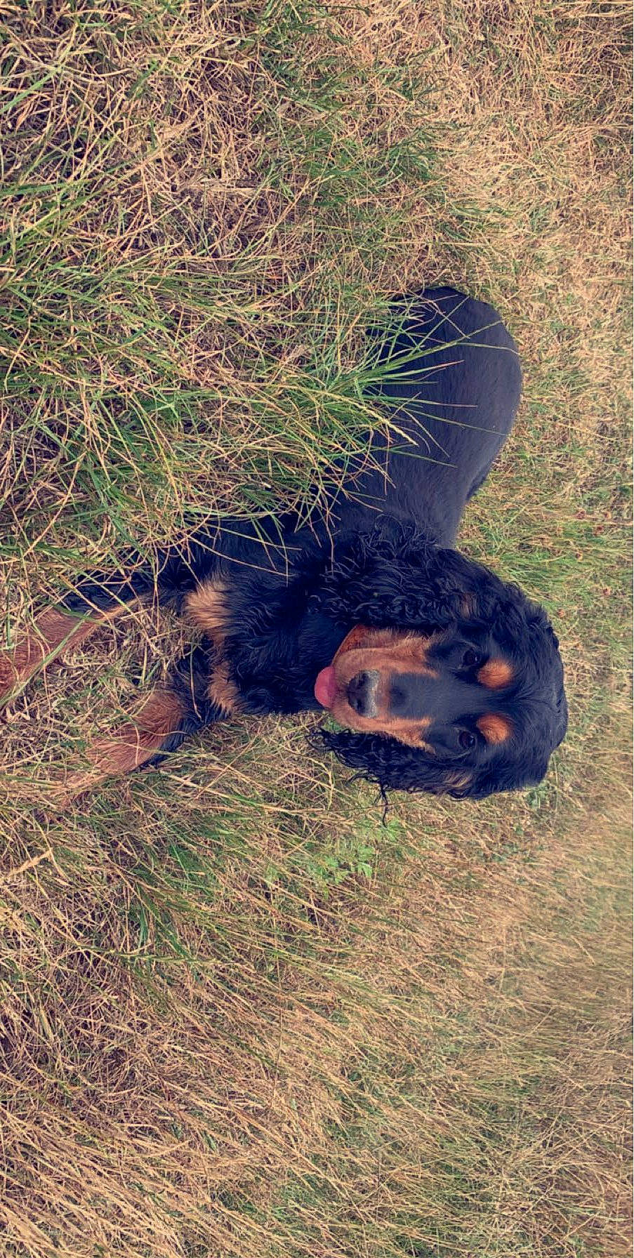 Yankee participe au concours pour gagner de l'argent avec cette photo : canidae, carnivore, companion_dog, dog, dog_breed, fur, grass, hunting_dog, liver, shadow, snout, sporting_group, terrestrial_animal, working_dog