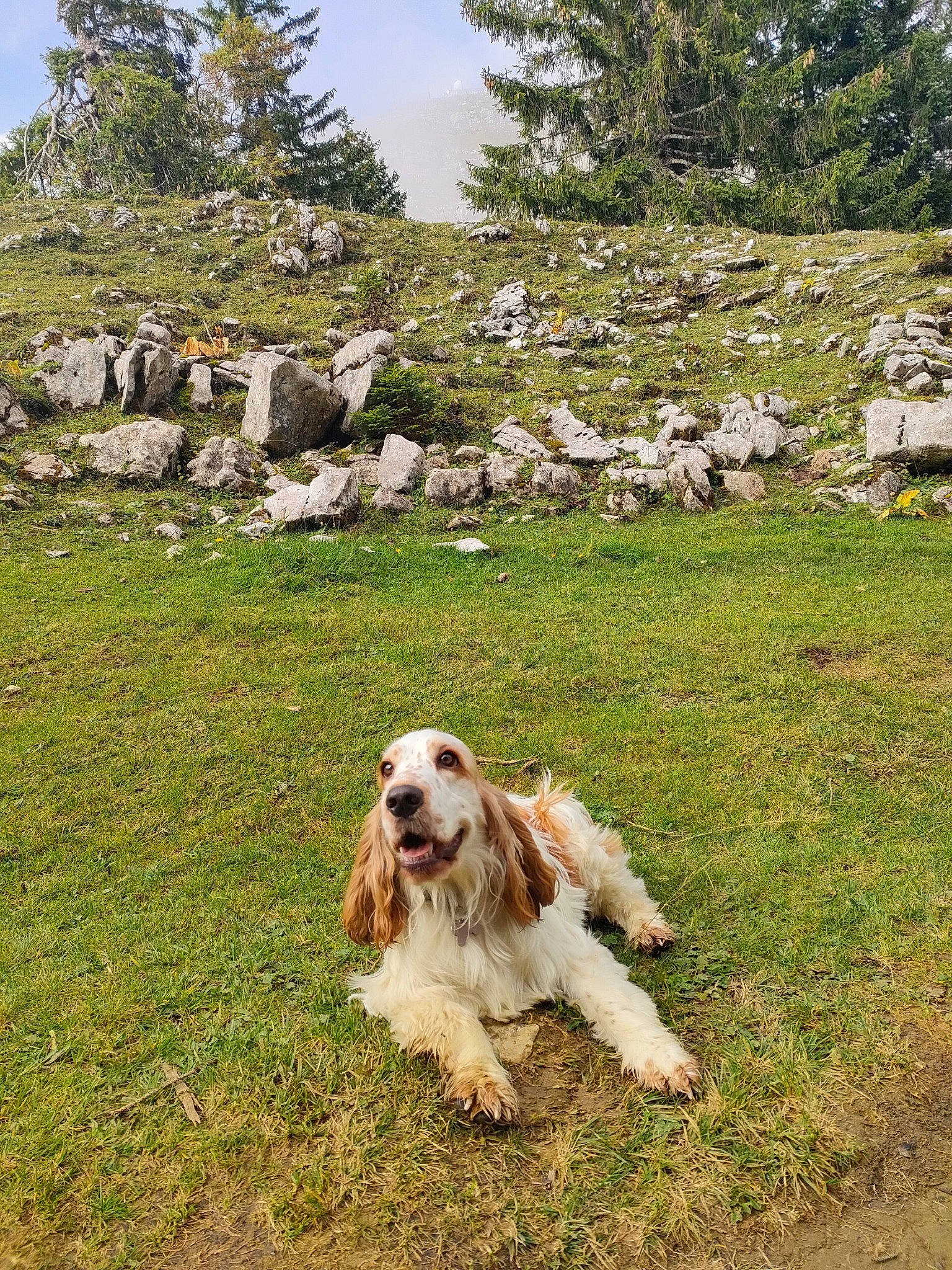 Ohana participe au concours pour gagner de l'argent avec cette photo : canidae, carnivore, cloud, cocker_spaniel, companion_dog, dog, dog_breed, grass, grassland, gun_dog, landscape, natural_landscape, nature, pasture, plant, rock, sky, spaniel, sporting_group, tree