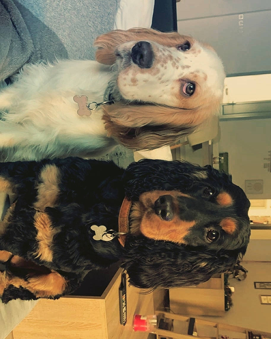 Ohana participe au concours pour gagner de l'argent avec cette photo : box, canidae, carnivore, companion_dog, dog, dog_breed, fur, natural_material, non_sporting_group, shipping_box, snout, sporting_group, toy, whiskers, working_animal, working_dog