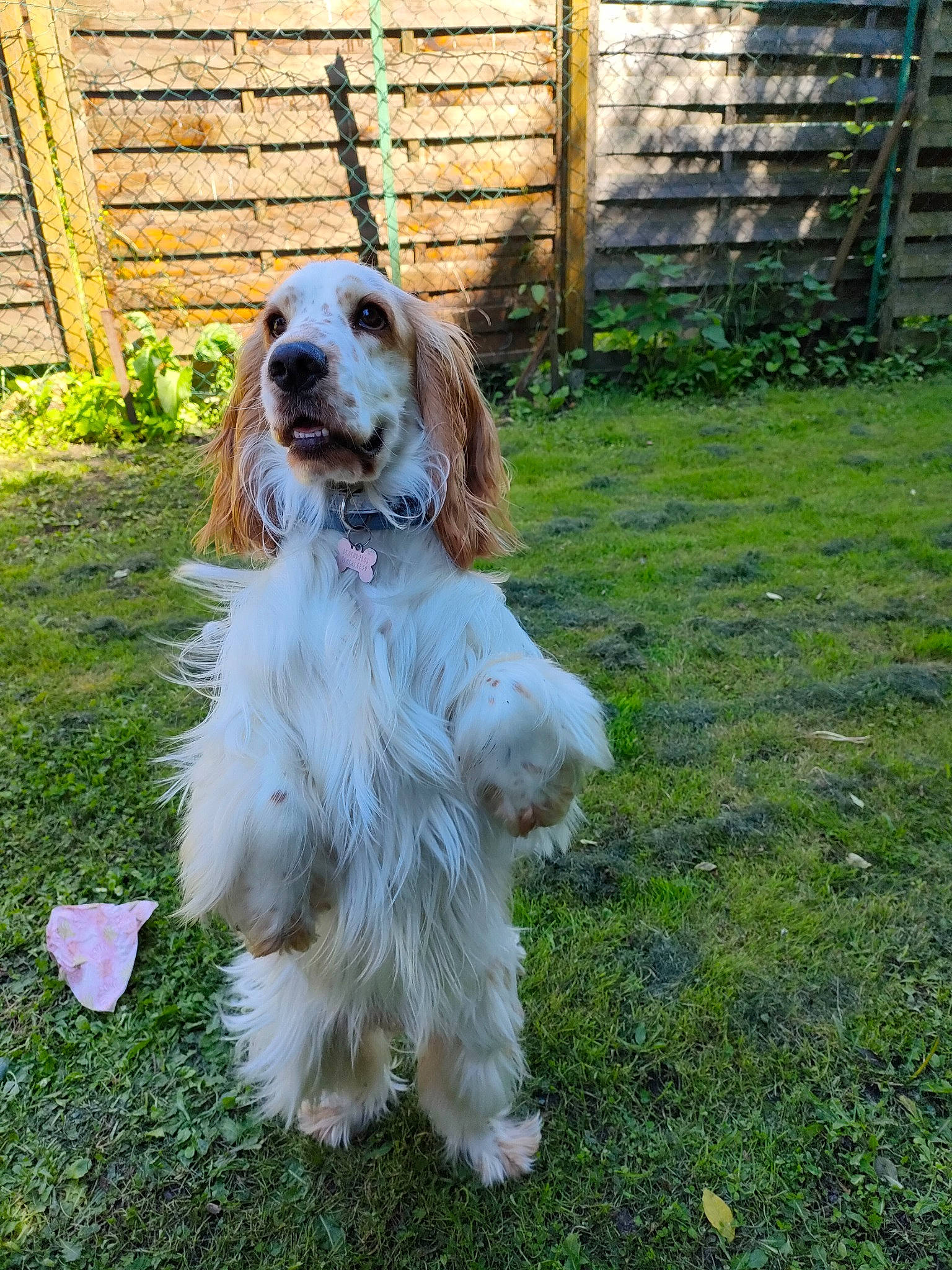 Ohana participe au concours pour gagner de l'argent avec cette photo : canidae, carnivore, companion_dog, dog, dog_breed, fawn, fence, fur, grass, gun_dog, home_fencing, liver, plant, snout, spaniel, sporting_group, toy_dog, yard