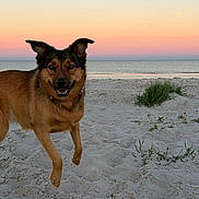 Ruth is registered to the contest to win money with this photo: dog, beach, sand, sunset, ocean, water, sky, happy, animal, pet, playful, outdoor, nature, jumping, sunset_sky, canine, smiling, coast, grass, scenic