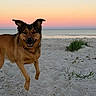 dog, beach, sand, sunset, ocean, water, sky, happy, animal, pet, playful, outdoor, nature, jumping, sunset_sky, canine, smiling, coast, grass, scenic