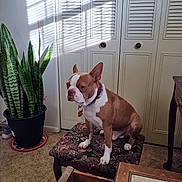 Wilber joined the competition — help win amazing prizes! dog, boston_terrier, stool, plant, indoor, carpet, drawer, furniture, sunlight, shadow, closet, door, collar, pet, animal, brown_and_white, quiet, still_life, vintage, home