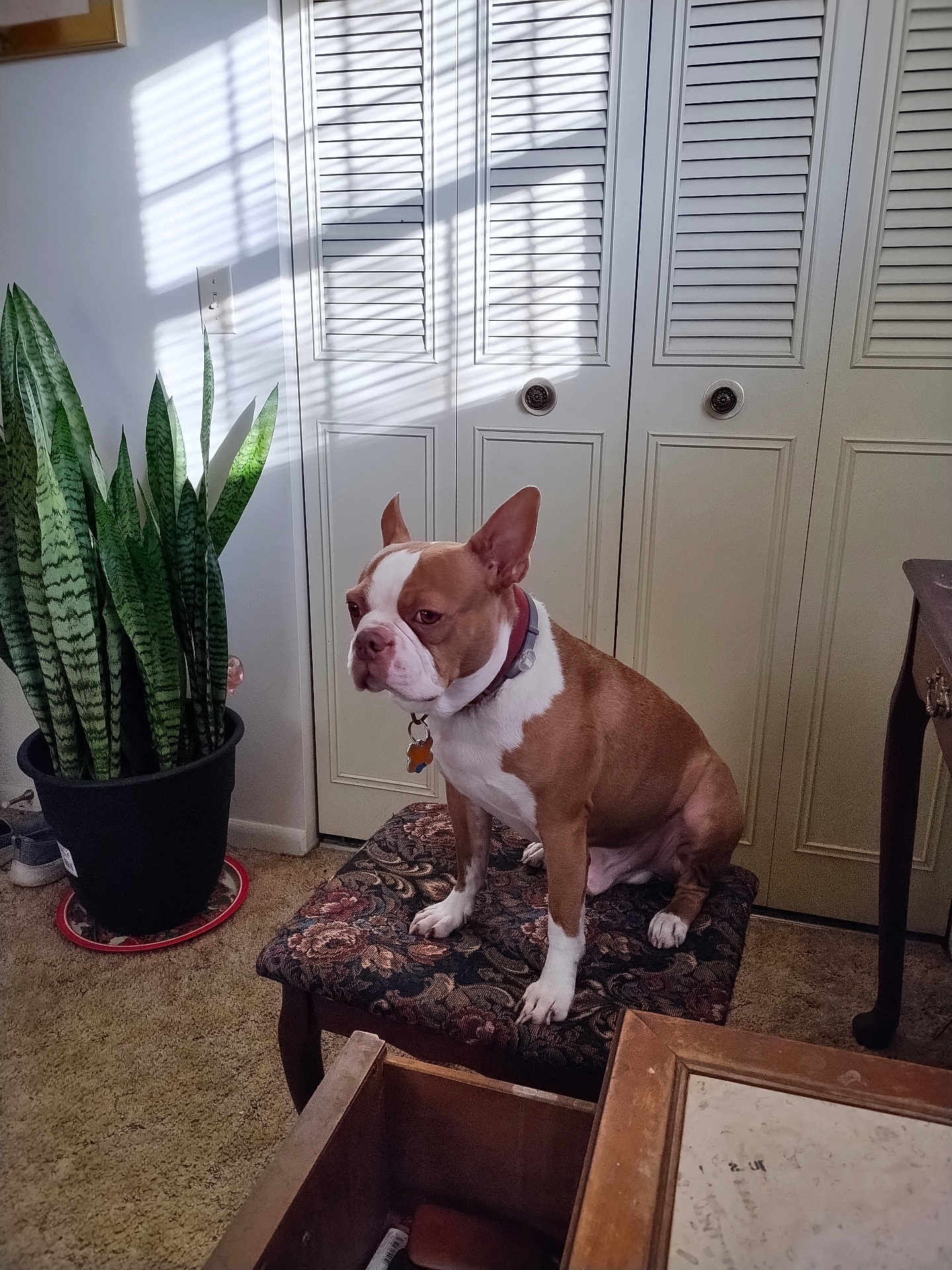 Wilber joined the competition — help win amazing prizes! dog, boston_terrier, stool, plant, indoor, carpet, drawer, furniture, sunlight, shadow, closet, door, collar, pet, animal, brown_and_white, quiet, still_life, vintage, home
