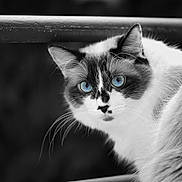 Umi participe au concours pour gagner de l'argent avec cette photo : animal, black_and_white, blue_eyes, cat, close_up, curious, cute, ears, face, feline, focus, fur, looking, muzzle, nature, outdoor, pet, portrait, striped, whiskers