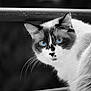 animal, black_and_white, blue_eyes, cat, close_up, curious, cute, ears, face, feline, focus, fur, looking, muzzle, nature, outdoor, pet, portrait, striped, whiskers