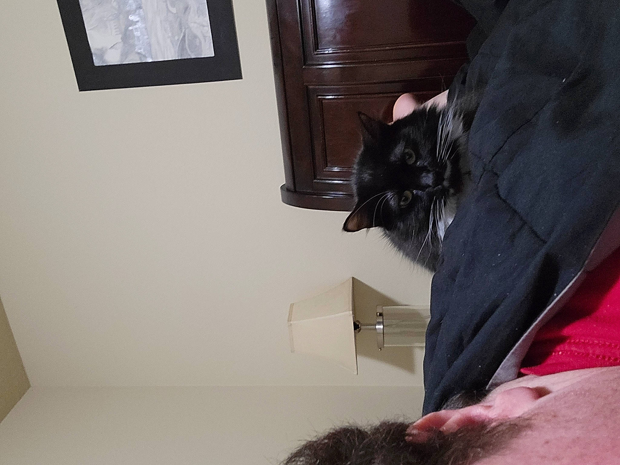 Gabby is registered to the contest to win money with this photo: black_cat, cabinetry, carnivore, cat, comfort, domestic_short_haired_cat, felidae, fur, gesture, grey, hardwood, human_leg, linens, picture_frame, room, sculpture, small_to_medium_sized_cats, tail, whiskers, wood