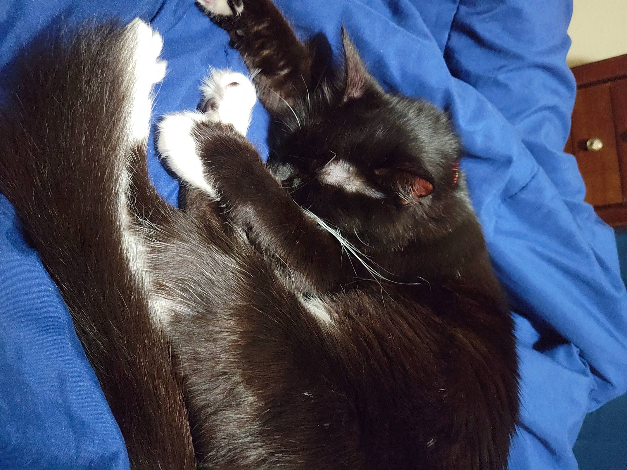 Gabby is registered to the contest to win money with this photo: black_cat, cabinetry, canidae, carnivore, cat, chest, chest_of_drawers, claw, comfort, dog_breed, drawer, electric_blue, felidae, fur, gesture, small_to_medium_sized_cats, snout, sporting_group, tail, whiskers