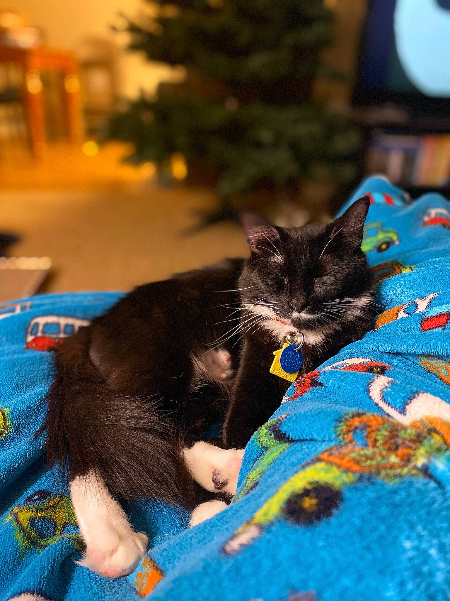 Gabby is registered to the contest to win money with this photo: black_cat, blue, carnivore, cat, christmas_tree, comfort, domestic_short_haired_cat, electric_blue, event, fawn, felidae, fur, linens, pattern, plant, room, small_to_medium_sized_cats, tail, tree, whiskers