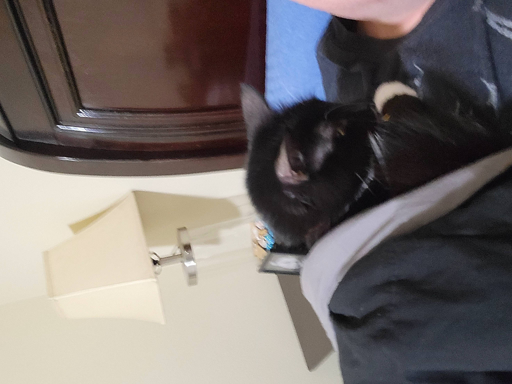 Gabby joined the competition — help win amazing prizes! auto_part, black_cat, carnivore, cat, comfort, domestic_short_haired_cat, felidae, formal_wear, fur, gesture, human_leg, material_property, sleeve, small_to_medium_sized_cats, sporting_group, tail, vehicle_door, whiskers