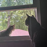 Teddy is registered to the contest to win money with this photo: cat, kitten, window, screen, blinds, indoor, outdoor, tree, greenery, silhouette, pet, animal, curious, nature, daylight, house, roof, domestic, feline, looking