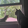 cat, kitten, window, screen, blinds, indoor, outdoor, tree, greenery, silhouette, pet, animal, curious, nature, daylight, house, roof, domestic, feline, looking