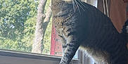 Teddy is registered to the contest to win money with this photo: cat, tabby_cat, window, windowsill, chain, cross_pendant, indoor, sunlight, blinds, screen, tree, nature, pet, feline, standing, whiskers, fur, shadow, houseplant, decor