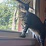 cat, tabby_cat, window, windowsill, chain, cross_pendant, indoor, sunlight, blinds, screen, tree, nature, pet, feline, standing, whiskers, fur, shadow, houseplant, decor