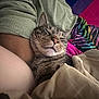 Teddy is registered to the contest to win money with this photo: cat, tabby, sleeping, cozy, blanket, colorful, person, arm, indoor, closeup, pet, feline, resting, soft, comfort, relaxed, cute, whiskers, nose, fur