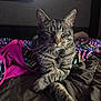 Teddy is registered to the contest to win money with this photo: cat, tabby, pet, animal, bed, blanket, colorful, paws, crossed_paws, feline, resting, indoor, cozy, soft_lighting, striped, whiskers, relaxed, sleepy, fur, comfort