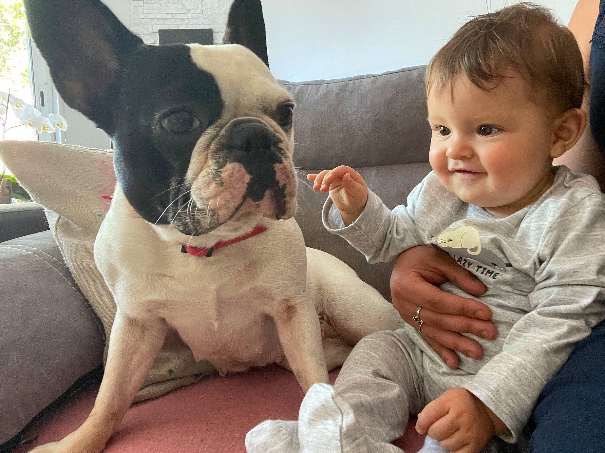 Pablo a rejoint le concours — aidez-le/la à gagner de superbes lots ! baby, baby_toddler_clothing, boston_terrier, carnivore, comfort, companion_dog, couch, dog, dog_breed, facial_expression, fawn, happy, head, person, skin, smile, snout, sporting_group, toddler, toy_dog