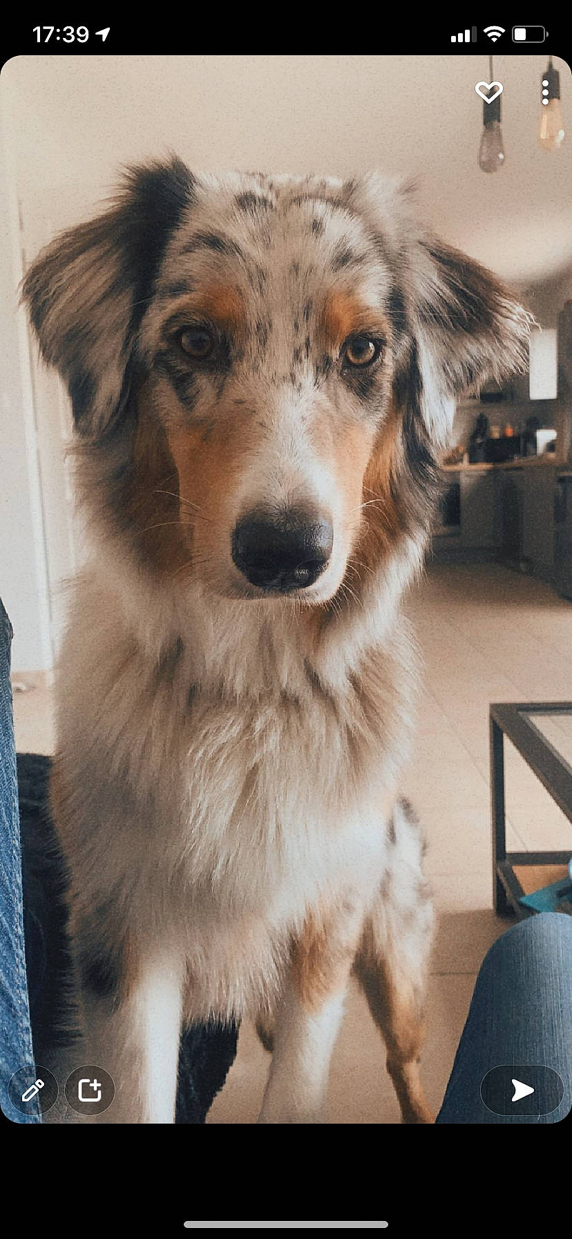 Replay a rejoint le concours — aidez-le/la à gagner de superbes lots ! ancient_dog_breeds, carnivore, companion_dog, dog, dog_breed, event, fur, head, snout, whiskers, working_dog