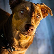 Ruby a rejoint le concours — aidez-le/la à gagner de superbes lots ! dog, canine, pet, brown_coat, closeup, portrait, eyes, nose, whiskers, collar, leash, curious, alert, domestic_animal, fur, muzzle, ears, shallow_depth_of_field, golden_light, indoor