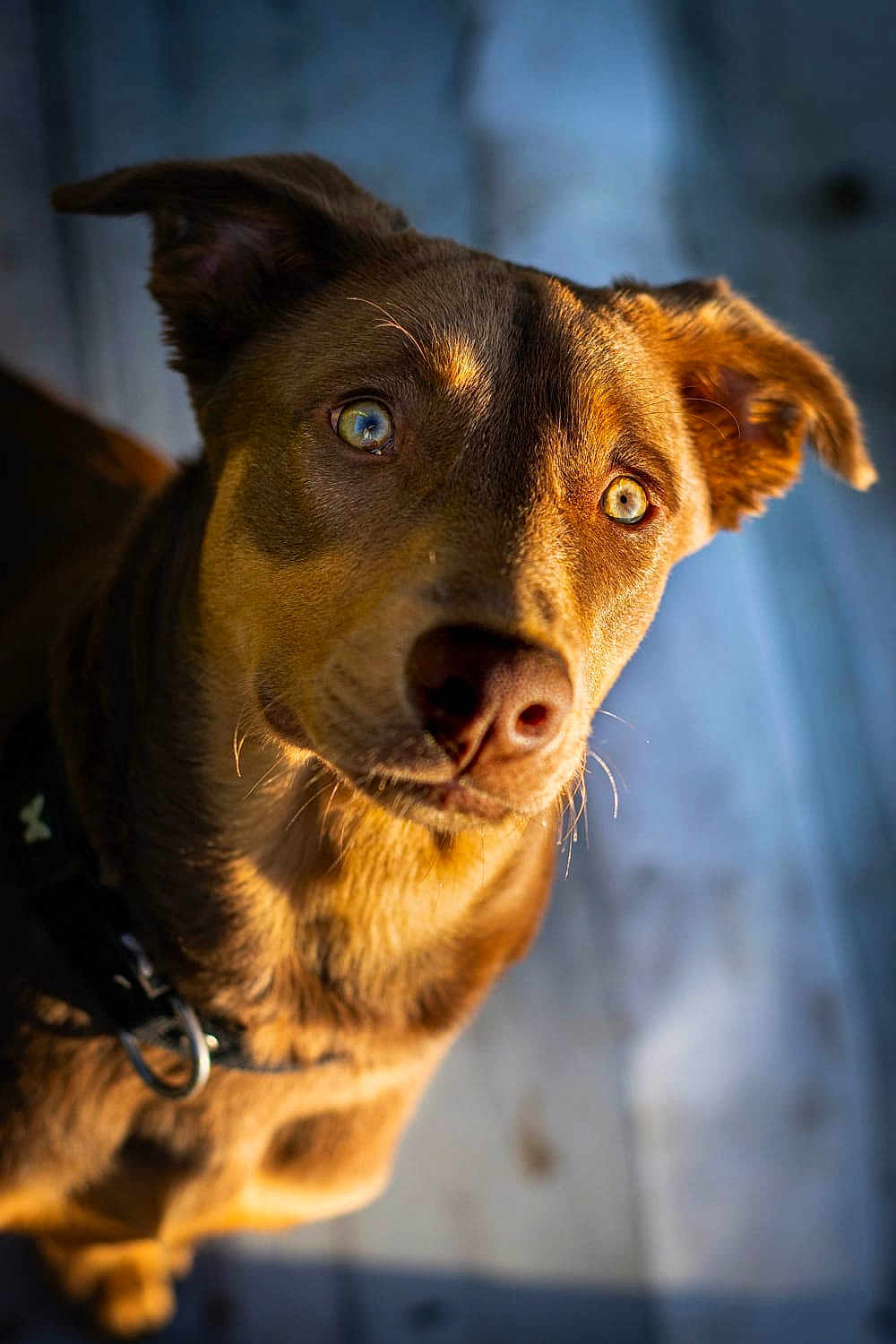 Ruby a rejoint le concours — aidez-le/la à gagner de superbes lots ! dog, canine, pet, brown_coat, closeup, portrait, eyes, nose, whiskers, collar, leash, curious, alert, domestic_animal, fur, muzzle, ears, shallow_depth_of_field, golden_light, indoor