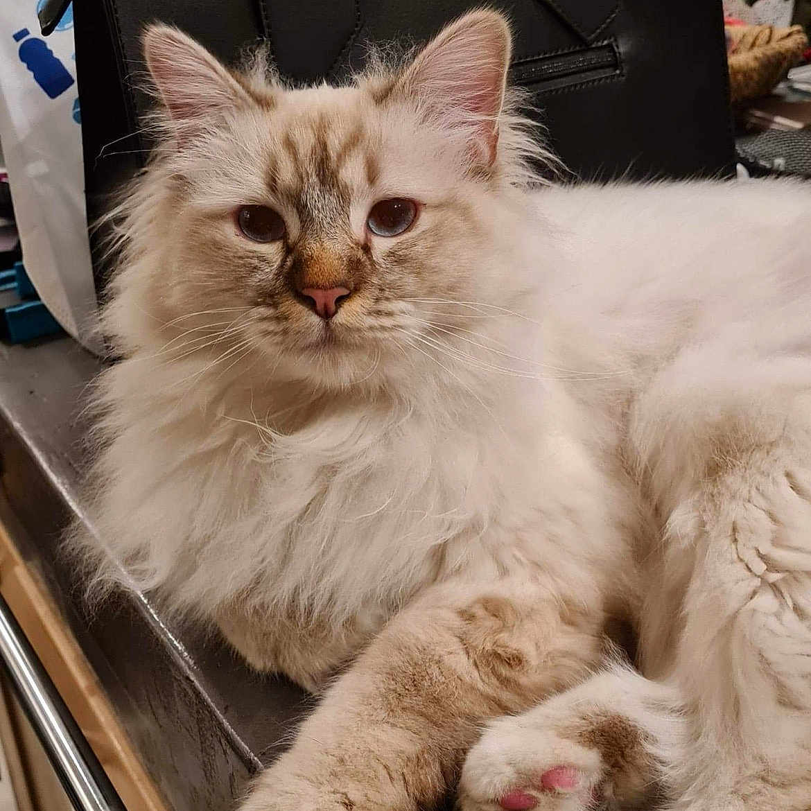 Roméo a rejoint le concours — aidez-le/la à gagner de superbes lots ! animal, cat, close_up, countertop, cream_color, cute, domestic_animal, ears, face, feline, fluffy, fur, household, indoor, paws, pet, pink_paw_pads, relaxed, table, whiskers