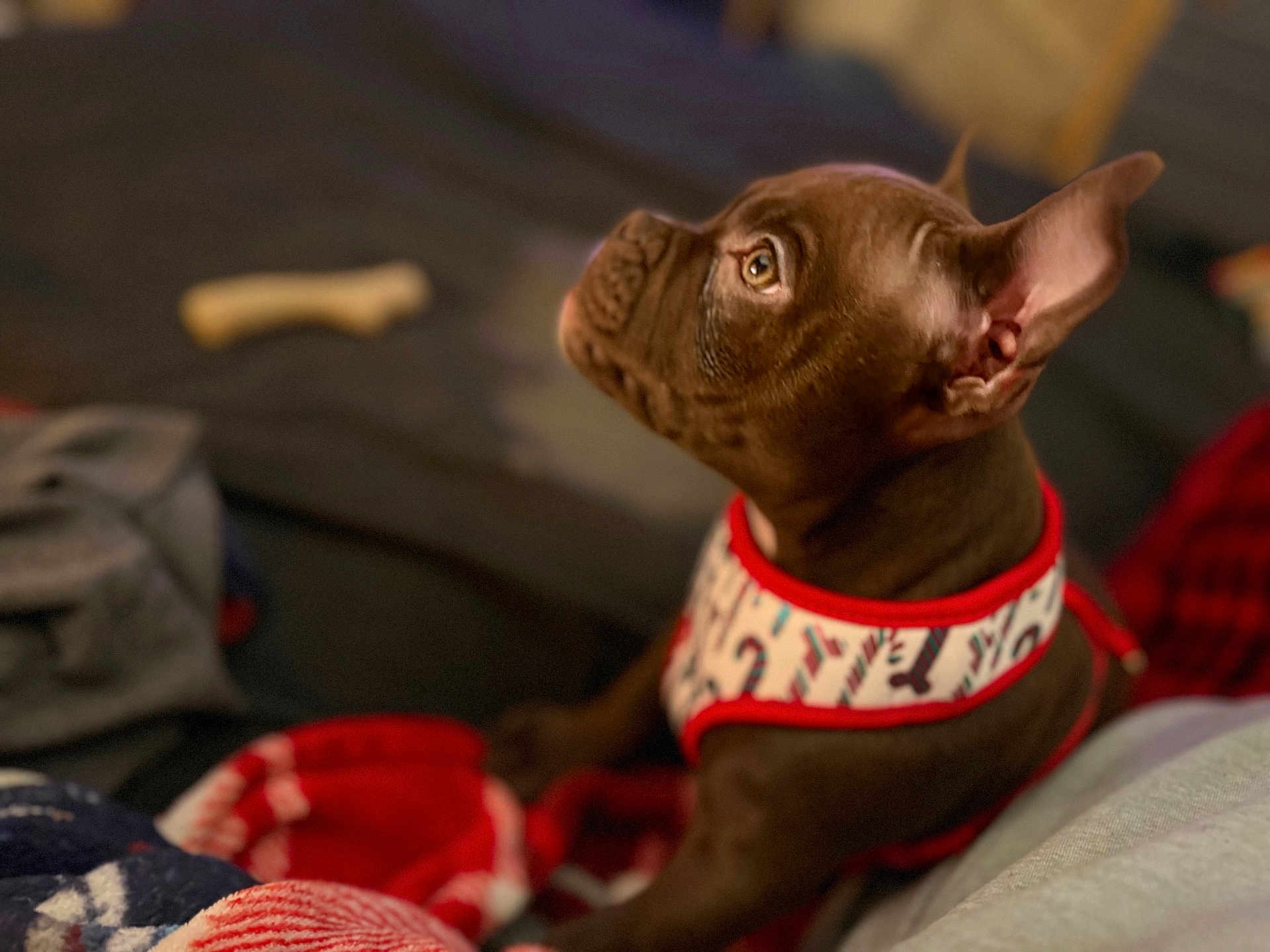Hershey Kiss is registered to the contest to win money with this photo: dog, puppy, brown, harness, pet, animal, indoor, blanket, bone, cozy, fur, cute, ears, side_profile, young, mammal, domestic, attention, red, comfort