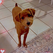 Lily is registered to the contest to win money with this photo: dog, brown_dog, curious, indoor, tiled_floor, rug, patterned_rug, small_dog, pet, animal, heart_lights, cute, looking_up, floor, furniture, chair, legs, shadow, warm_lighting, whimsical